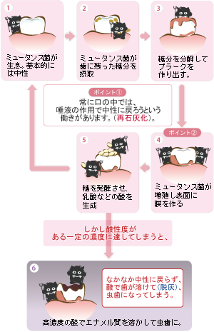 虫歯菌の活動の様子